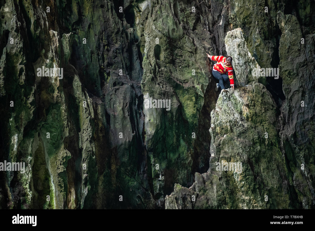 Ziyun. Xix Apr, 2019. Foto realizzata il 19 aprile 2019 illustra la scogliera 'spiderwoman' Luo Dengping strisciando verso il basso una ripida scogliera sul fiume Getu scenic area in Miao-Bouyei contea autonoma di Ziyun, Anshun, a sud-ovest della Cina di Guizhou. Luo Dengping di Miao gruppo etnico, 38, potrebbe completare un free climbing avanti e indietro in venti minuti su un 80-metro-alta scogliera con alcun aiuto o protezione presso il fiume Getu scenic area. Altri cinque cliff spidermen come Luo eseguire solo libero per i turisti per due volte a cinque volte al giorno. Credito: Tao Liang/Xinhua/Alamy Live News Foto Stock