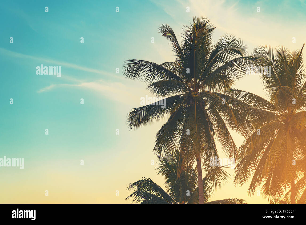 Coconut Palm tree a costa tropicale in island beach con tono vintage. Foto Stock