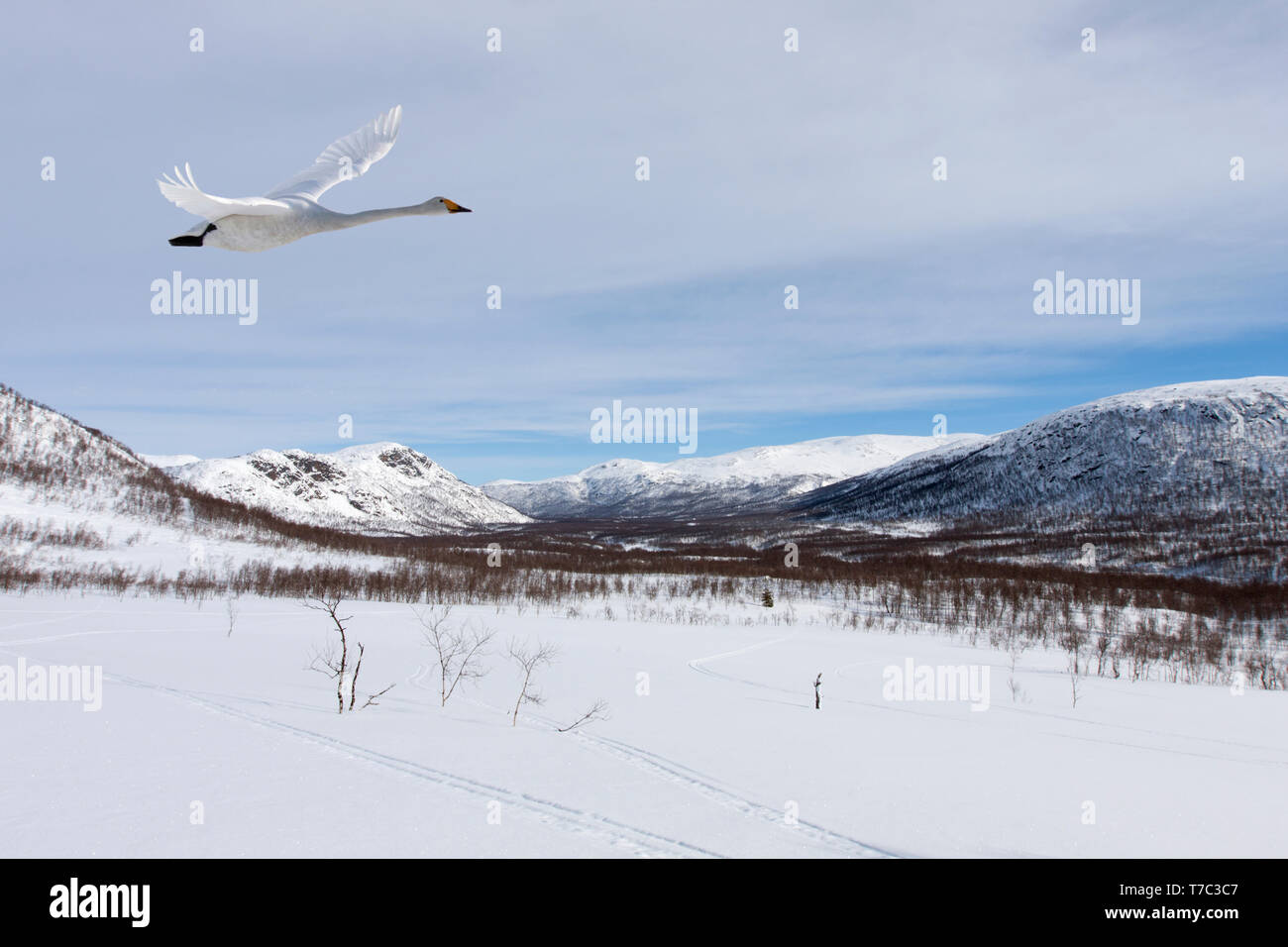 Un singolo whooper swan vola attraverso una valle. Paesaggio Innevato e sole. Foto Stock