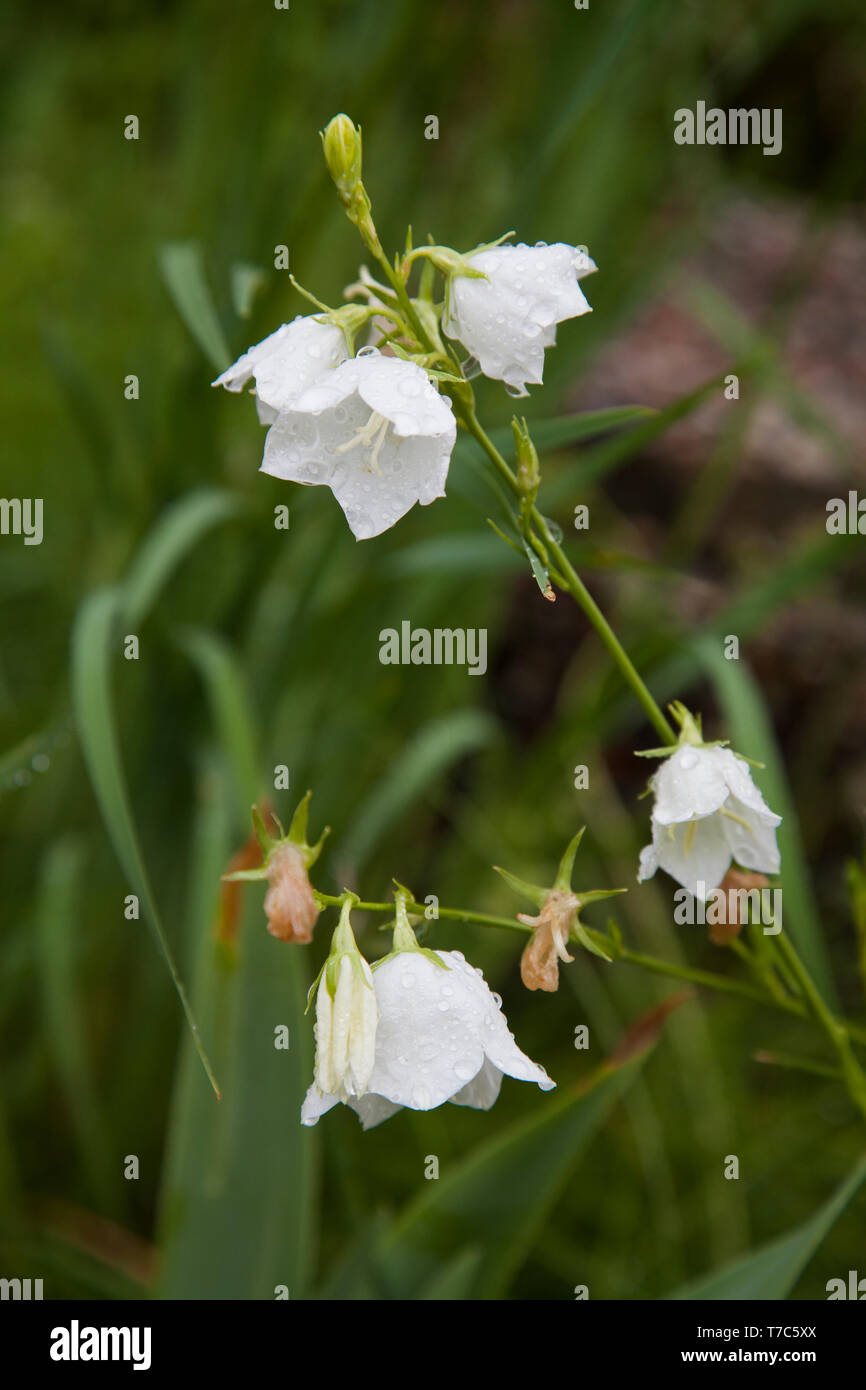 WHITE CAMPANULA Campanula ceae Foto Stock