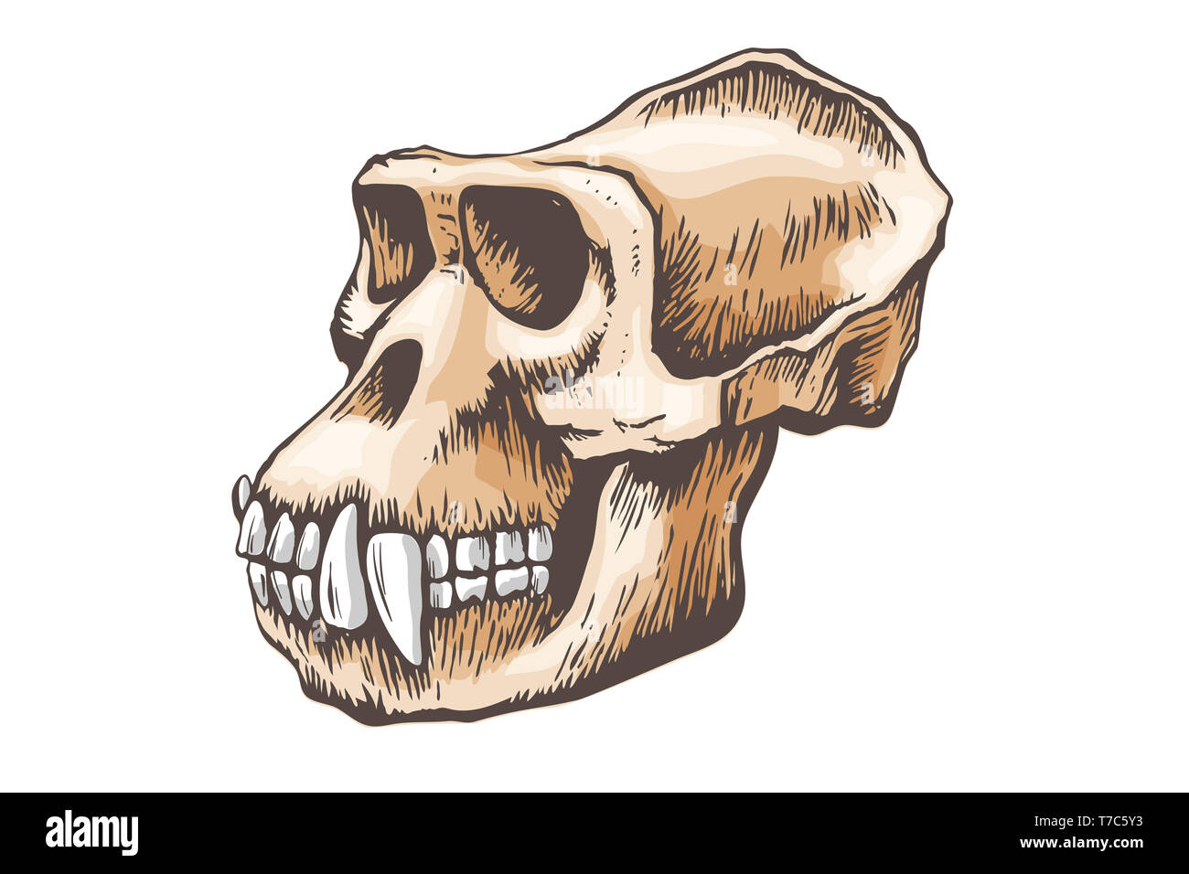 Scimmia Gorilla cranio, colorati a mano libera . Primate anatomia illustrazione Foto Stock
