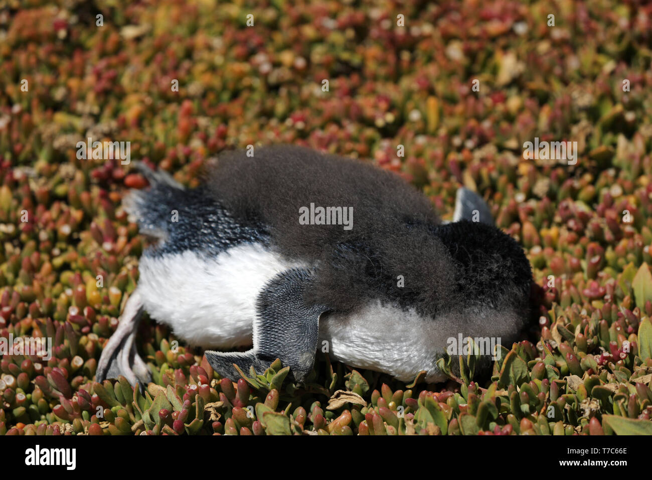 Morto giovane pinguino in Australia Foto Stock