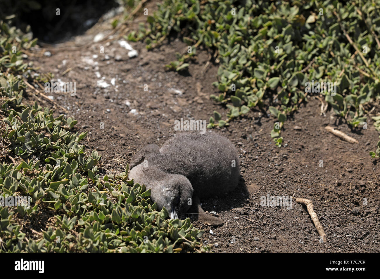 Morto giovane pinguino in Australia Foto Stock