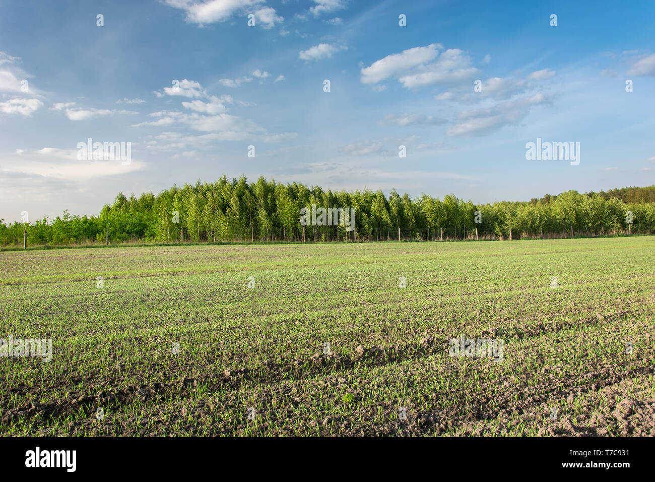 Le piante giovani sul campo, foresta su orizzonte e nuvole bianche sul cielo blu Foto Stock