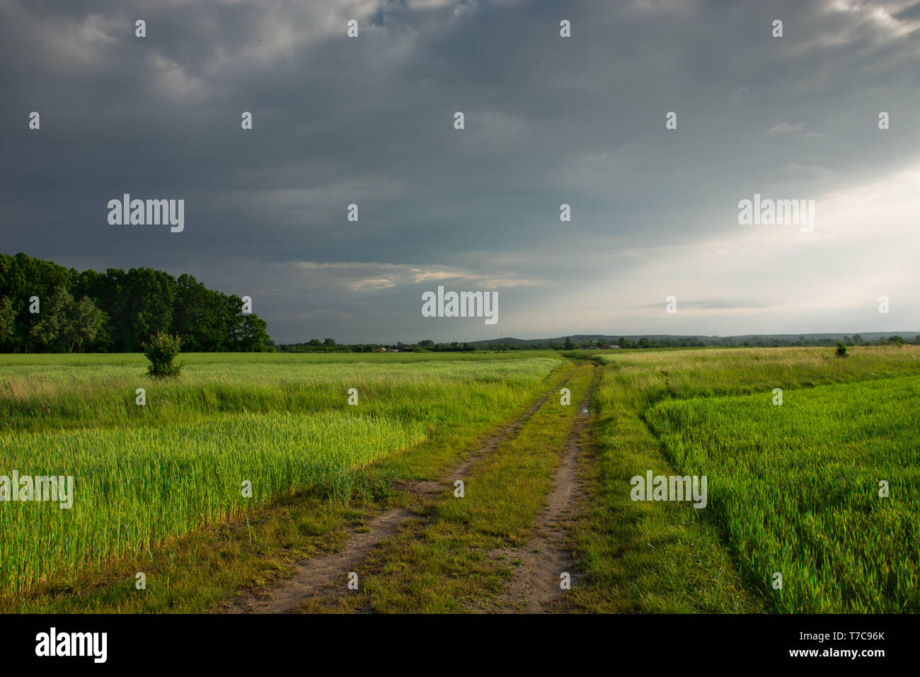 Strada sterrata attraverso campi verdi, nubi e la luce del sole nel cielo Foto Stock