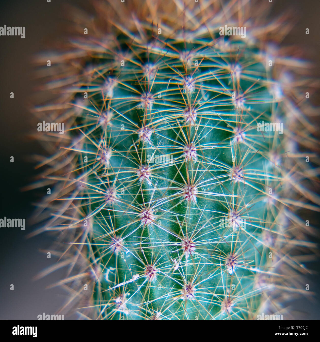 Cactus verde con aghi sporgenti Foto Stock