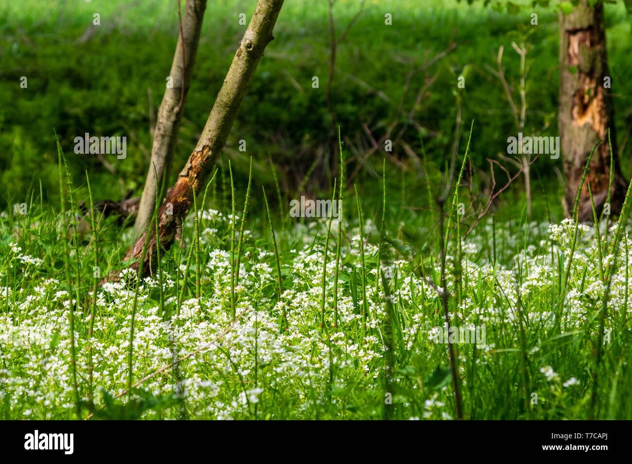 Zona umida di colore bianco dei fiori in una foresta paludosa vicino Neundorf a.d. Eigen, Sassonia/Germania Foto Stock