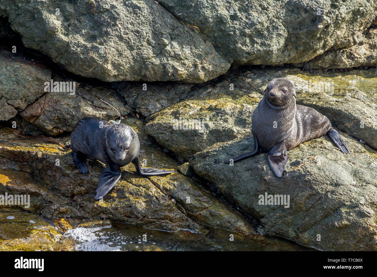 Guadalupe pelliccia sigillo (Arctocephalus townsendi), una specie in via di estinzione a causa della caccia commerciale alla, adagiata sulla riva rilassarsi e socializzare Foto Stock