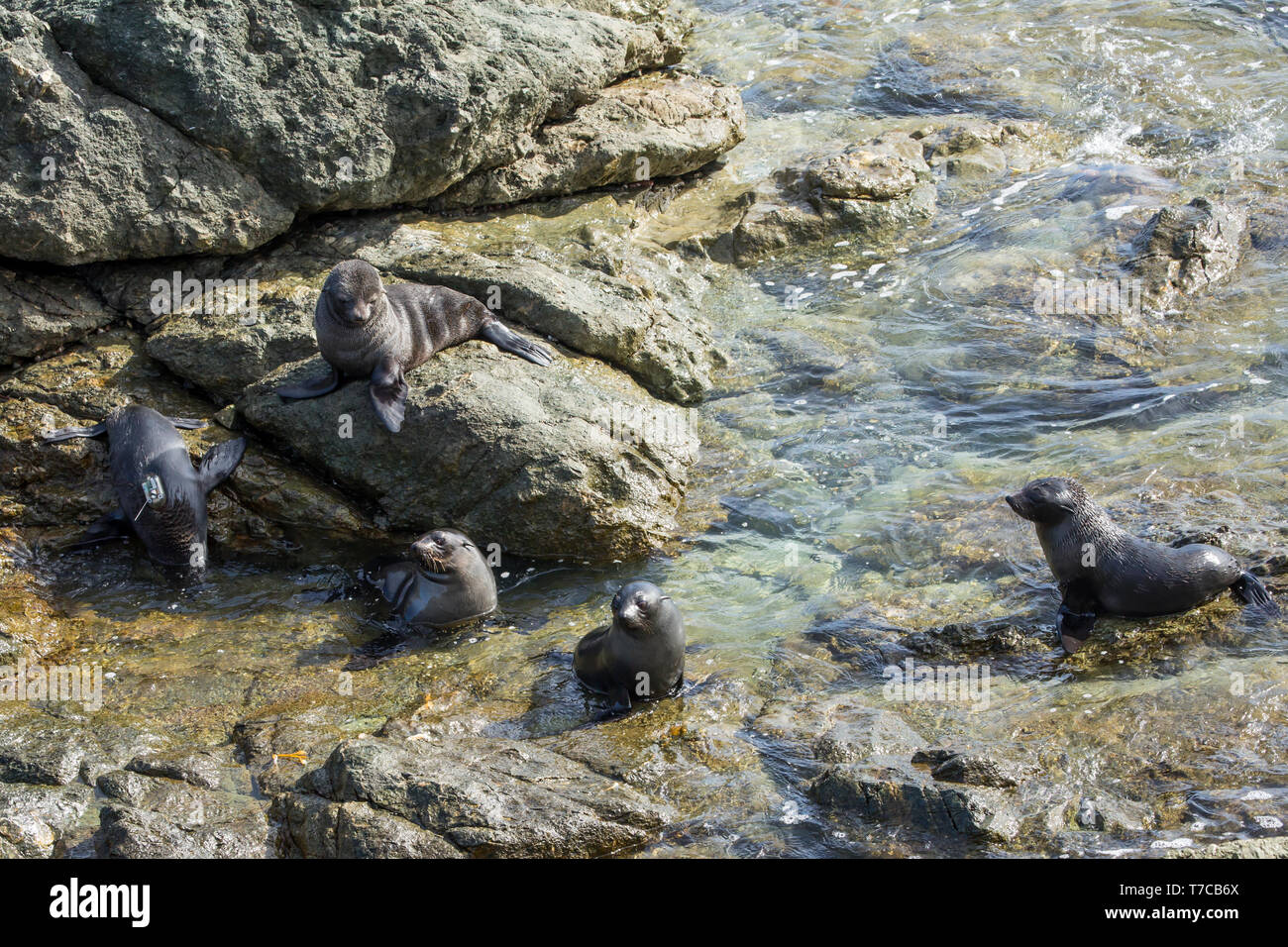 Guadalupe pelliccia sigillo (Arctocephalus townsendi), una specie in via di estinzione a causa della caccia commerciale alla, adagiata sulla riva rilassarsi e socializzare Foto Stock