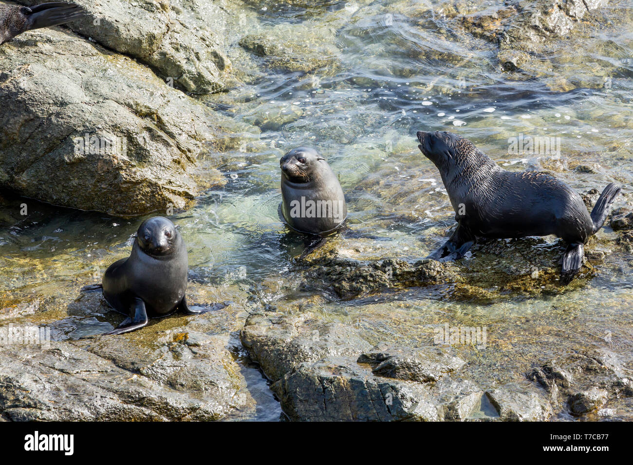 Guadalupe pelliccia sigillo (Arctocephalus townsendi), una specie in via di estinzione a causa della caccia commerciale alla, adagiata sulla riva rilassarsi e socializzare Foto Stock