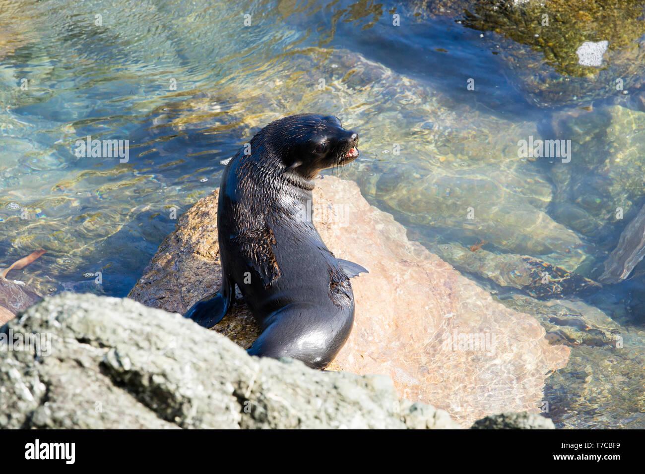Guadalupe pelliccia sigillo (Arctocephalus townsendi), una specie in via di estinzione a causa della caccia commerciale alla, adagiata sulla riva rilassarsi e socializzare Foto Stock