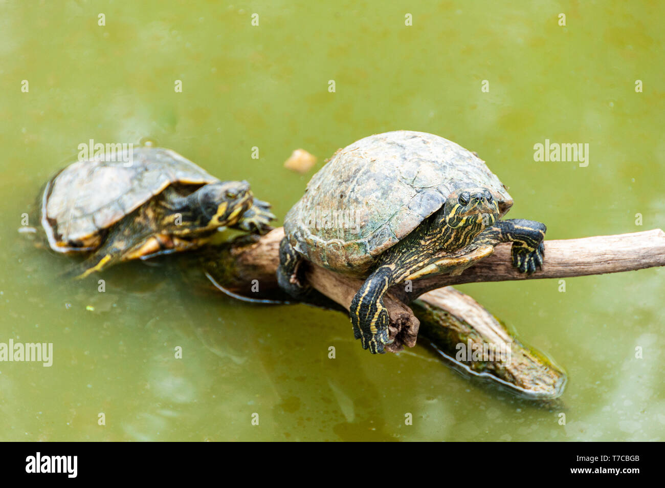 Rosso-panciuto turtle in un stagno Foto Stock