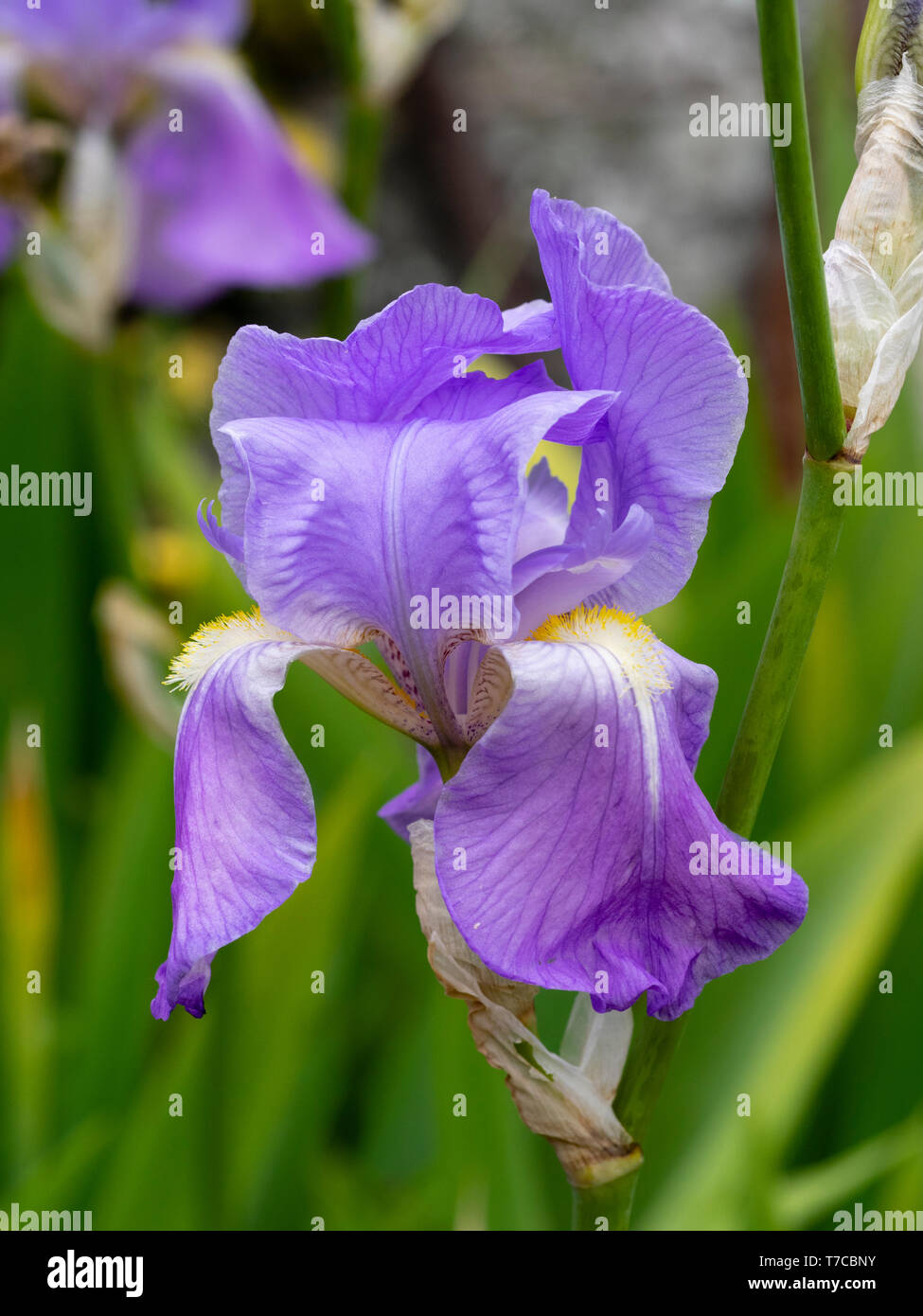 Chiusura del fiore blu dell'ardito perenne Iris pallida ssp pallida, un precoce fioritura tall barbuto iris Foto Stock