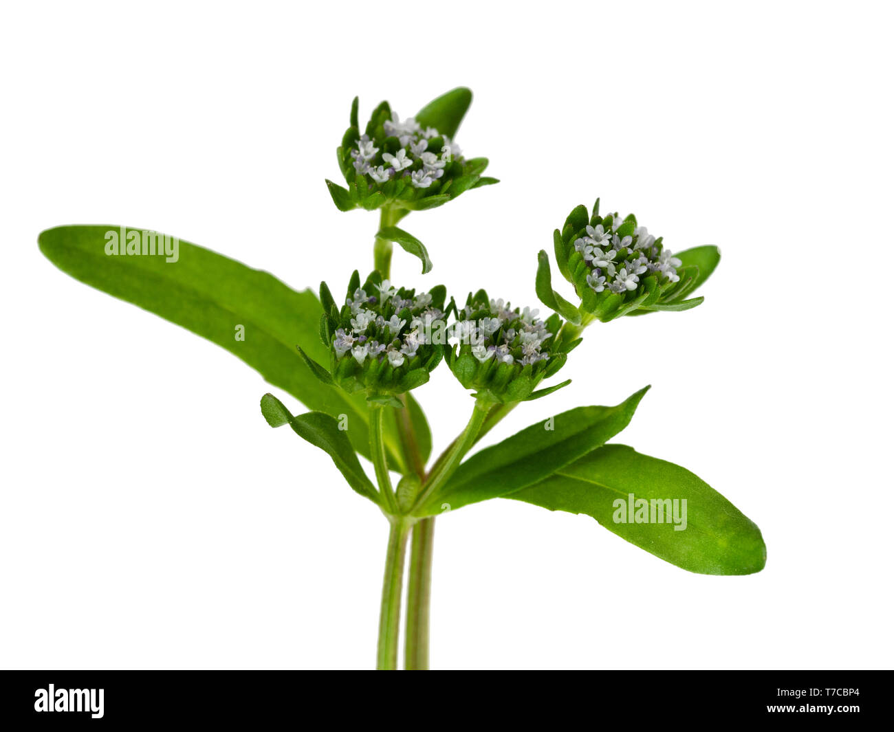 Le teste dei fiori del Regno Unito di fiori selvaggi nativa la valeriana, Valerianella carinata, su sfondo bianco Foto Stock