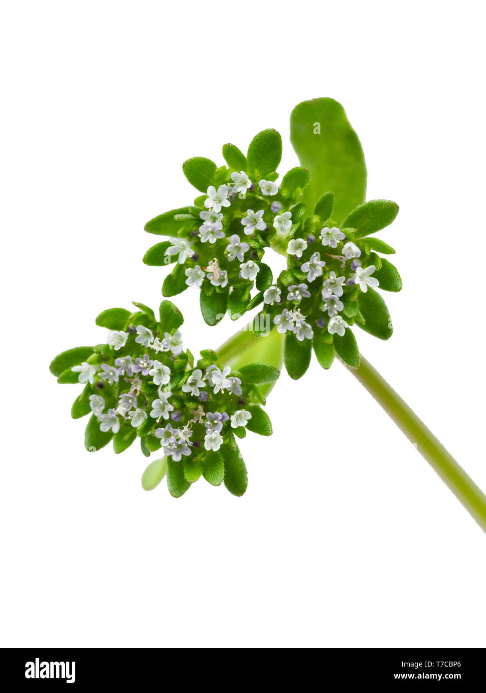 Le teste dei fiori del Regno Unito di fiori selvaggi nativa la valeriana, Valerianella carinata, su sfondo bianco Foto Stock