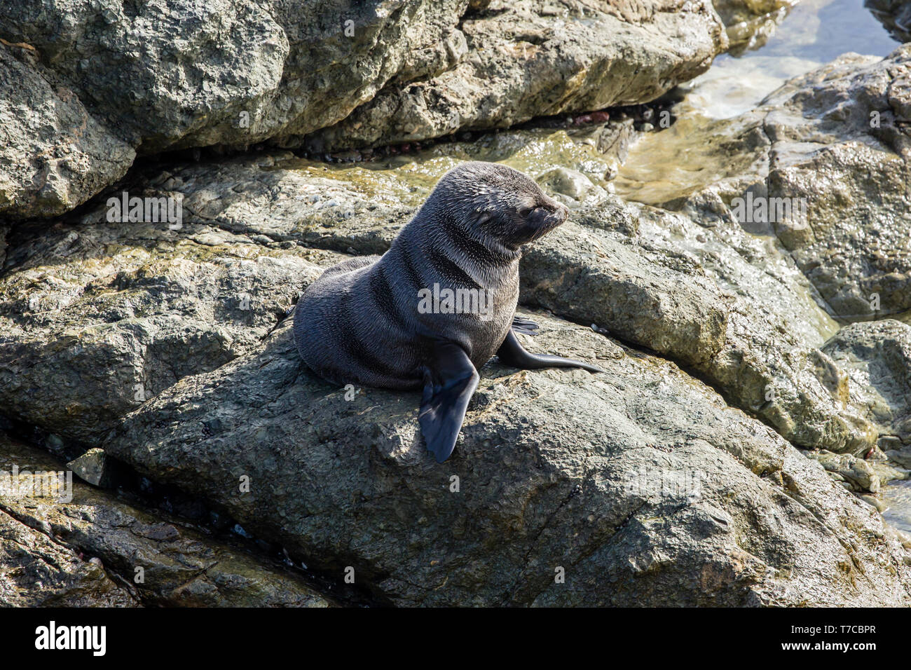Guadalupe pelliccia sigillo (Arctocephalus townsendi), una specie in via di estinzione a causa della caccia commerciale alla, adagiata sulla riva rilassarsi e socializzare Foto Stock