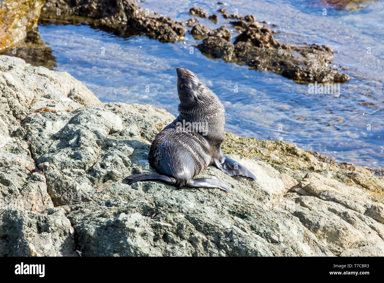 Guadalupe pelliccia sigillo (Arctocephalus townsendi), una specie in via di estinzione a causa della caccia commerciale alla, adagiata sulla riva rilassarsi e socializzare Foto Stock