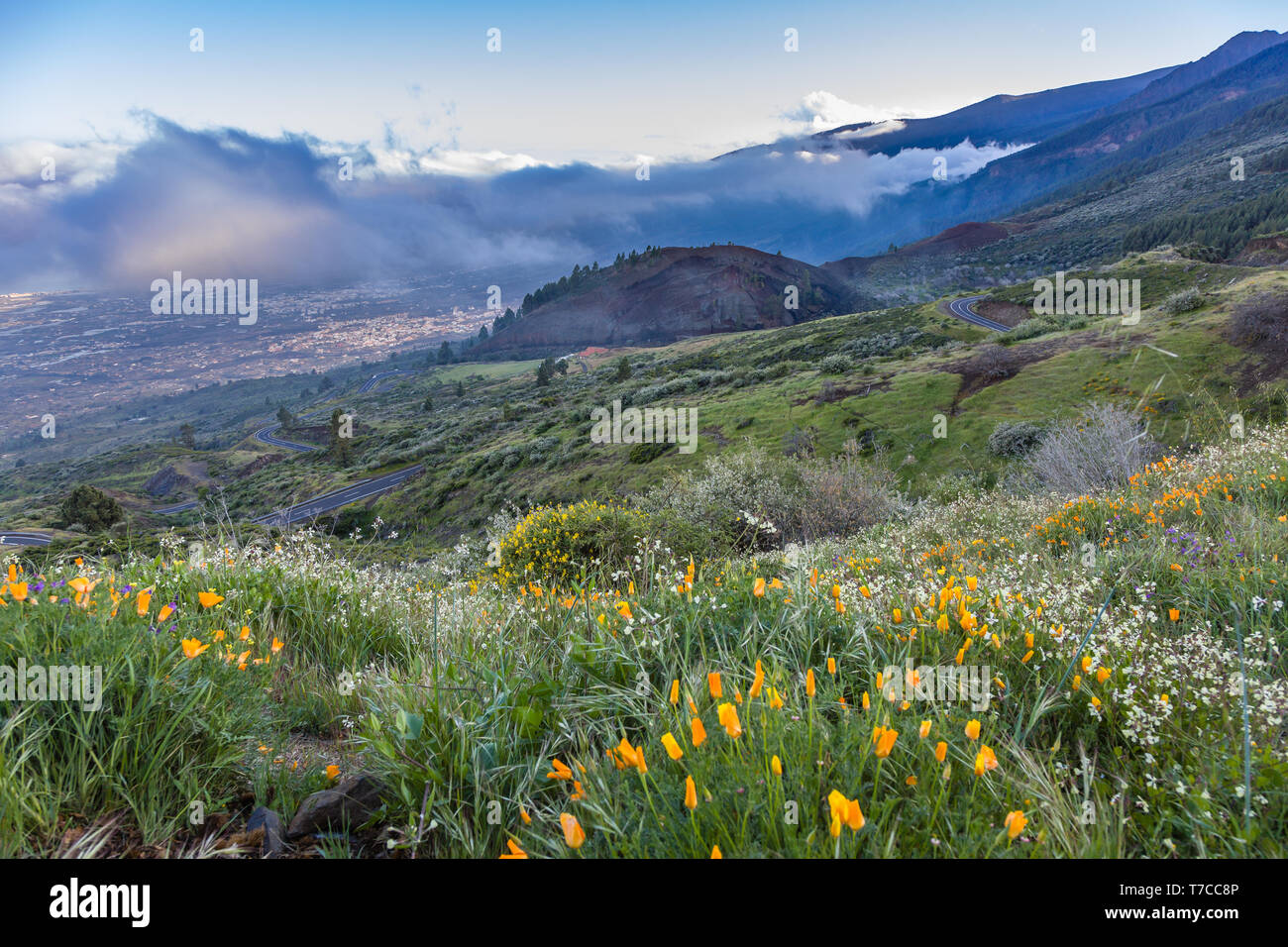 Vista orizzontale sotto il Parco Nazionale di Teide, Tenerife, Isole canarie, Spagna Foto Stock