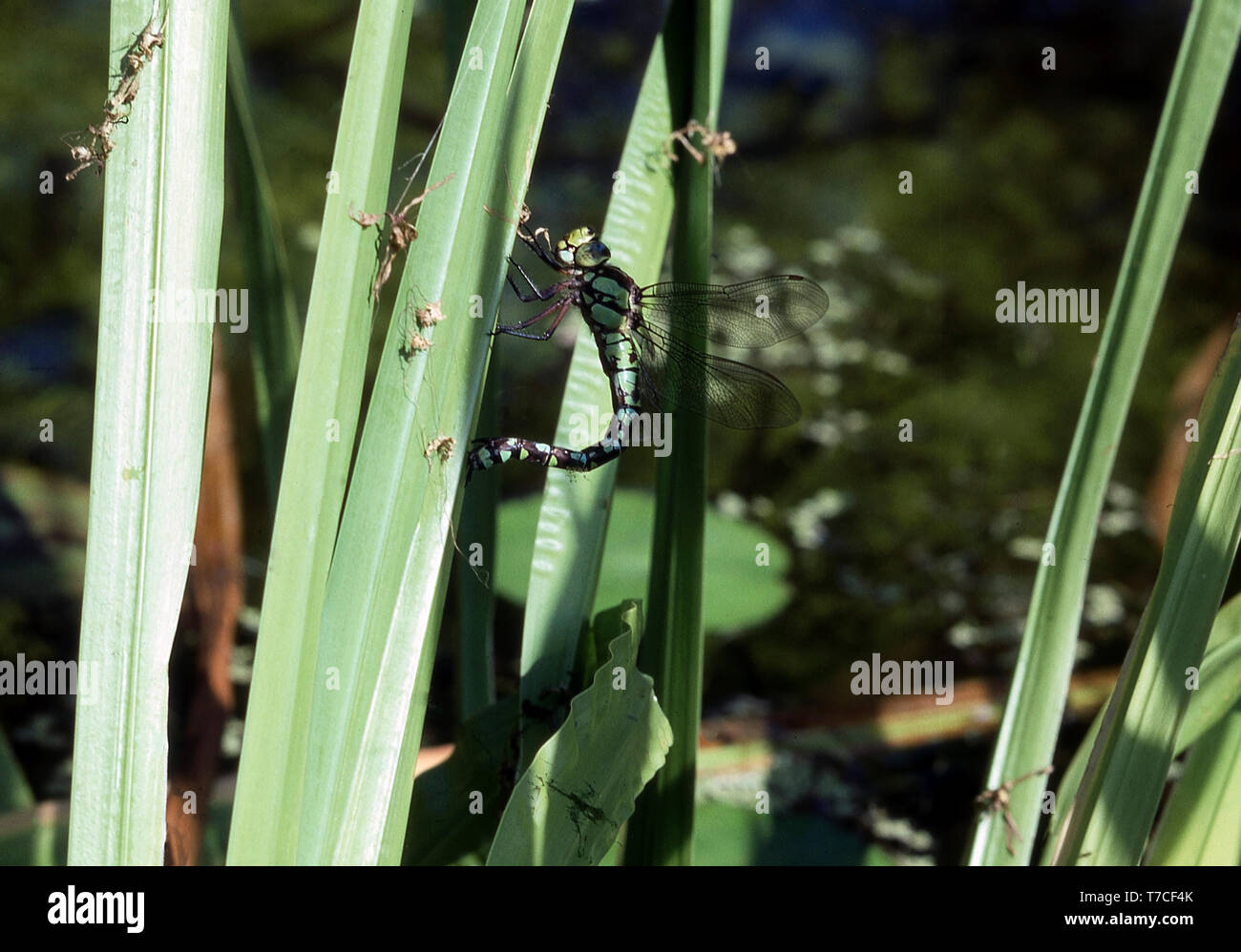 AESHNA MERIDIONALE RECANTE EGS (AESHNA CYANEA) Foto Stock