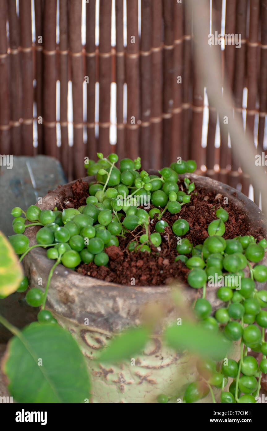 Senecio rowleyanus, comunemente noto come stringa di perle o stringa di perle, è una strisciante, perenne, succulenti vitigno appartenente alla famiglia Asteraceae Foto Stock
