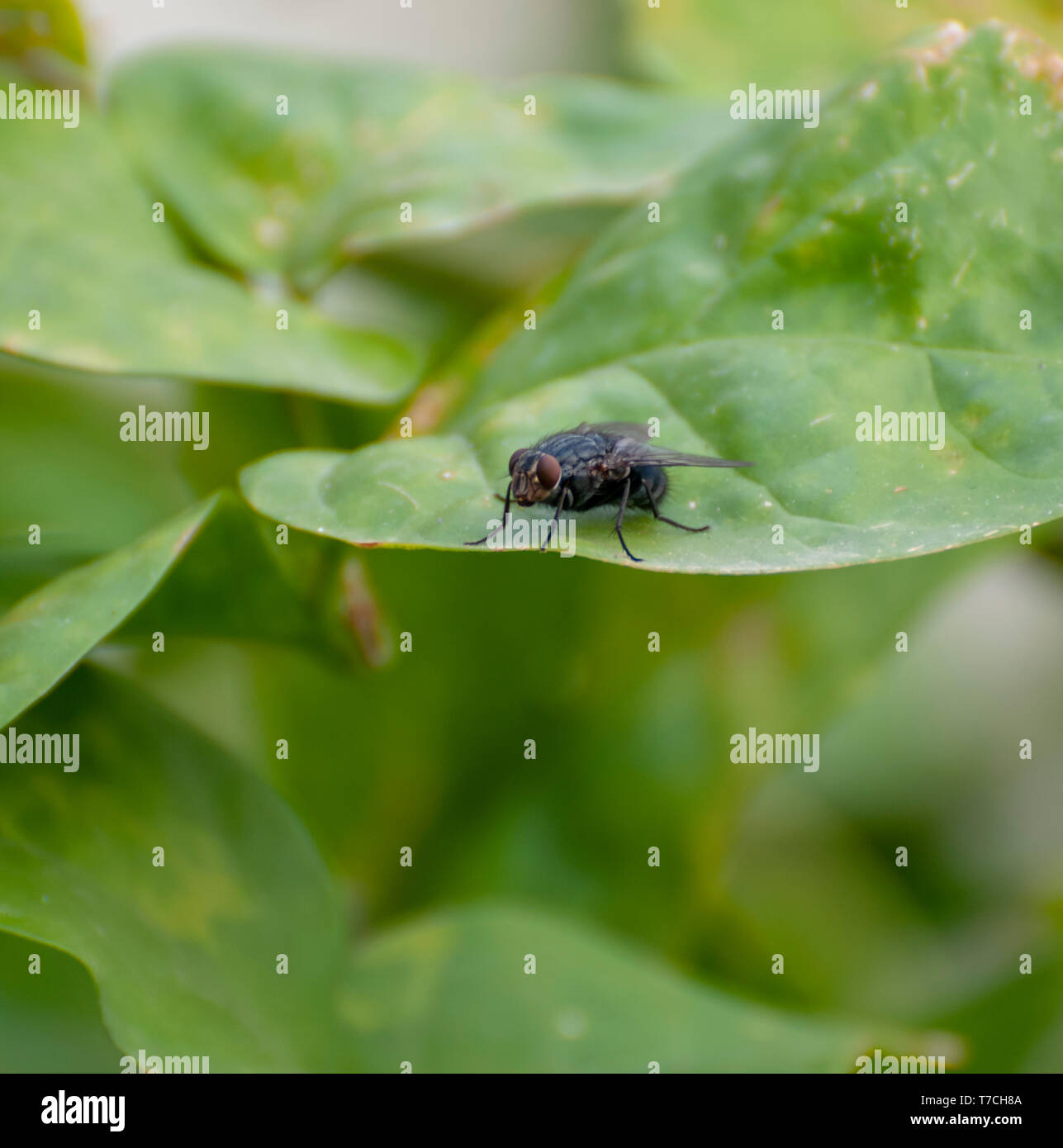 Comune (housefly Musca domestica) su una foglia closeup. La testa (sinistra) è dominato da una coppia di grandi occhi composti (marrone), ogni occhio composto di circa Foto Stock