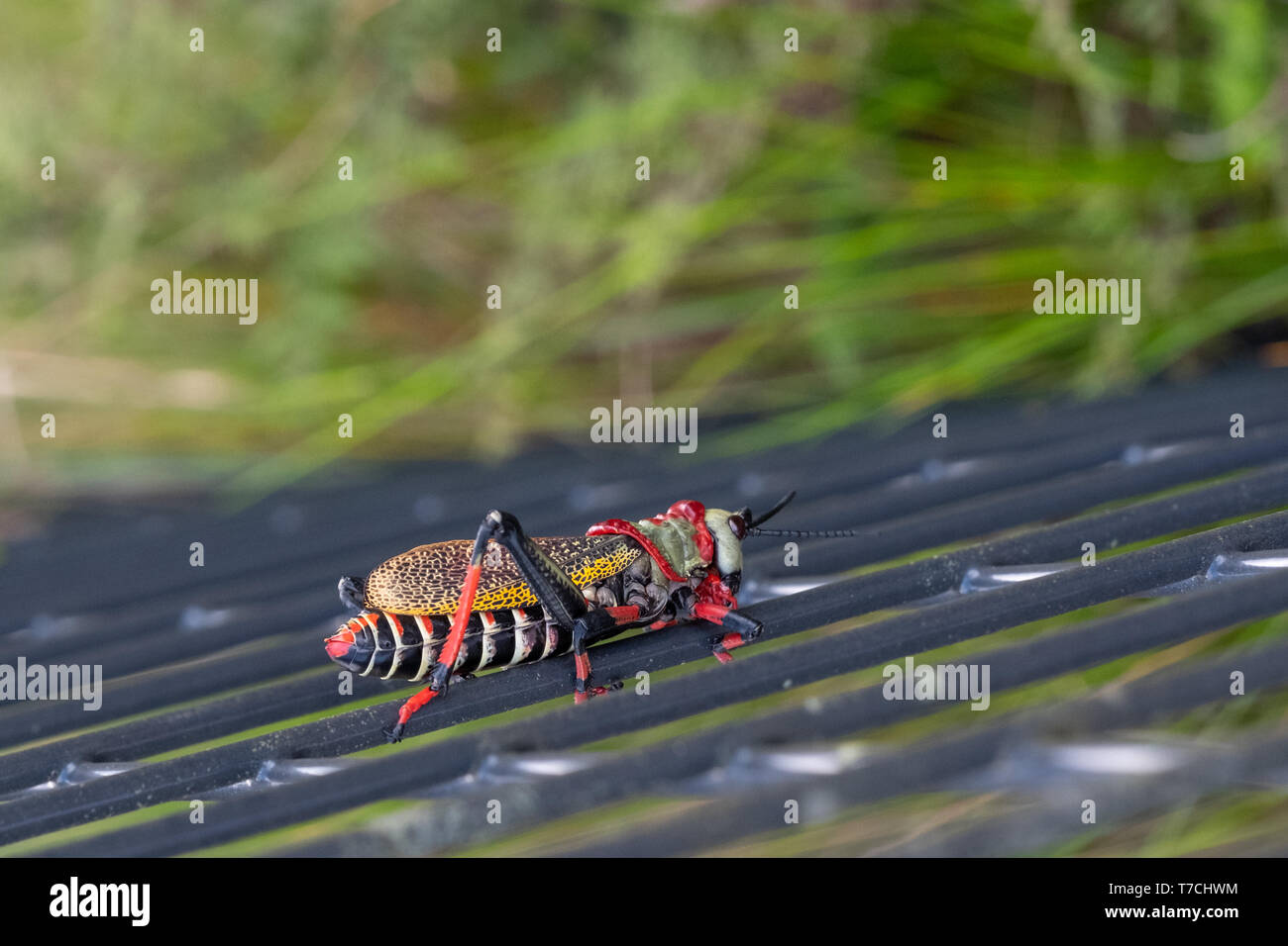 Schiuma Koppie / pacchiano grasshopper. Grasshopper colorati / locust fotografata al Blyde River Canyon, Sud Africa. Foto Stock