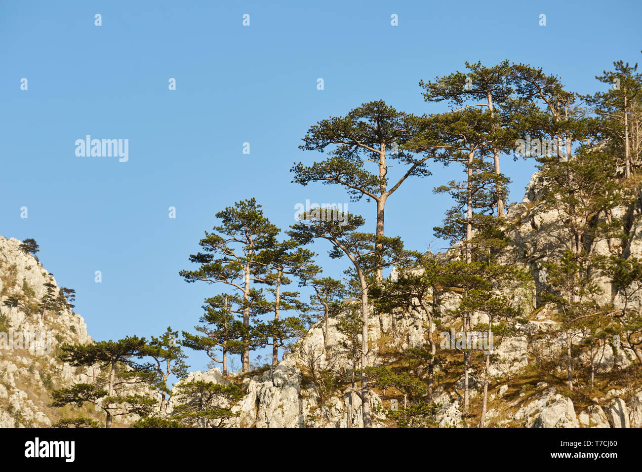 Paesaggio con montagne coperte di pini neri alberi (Pinus nigra) Foto Stock