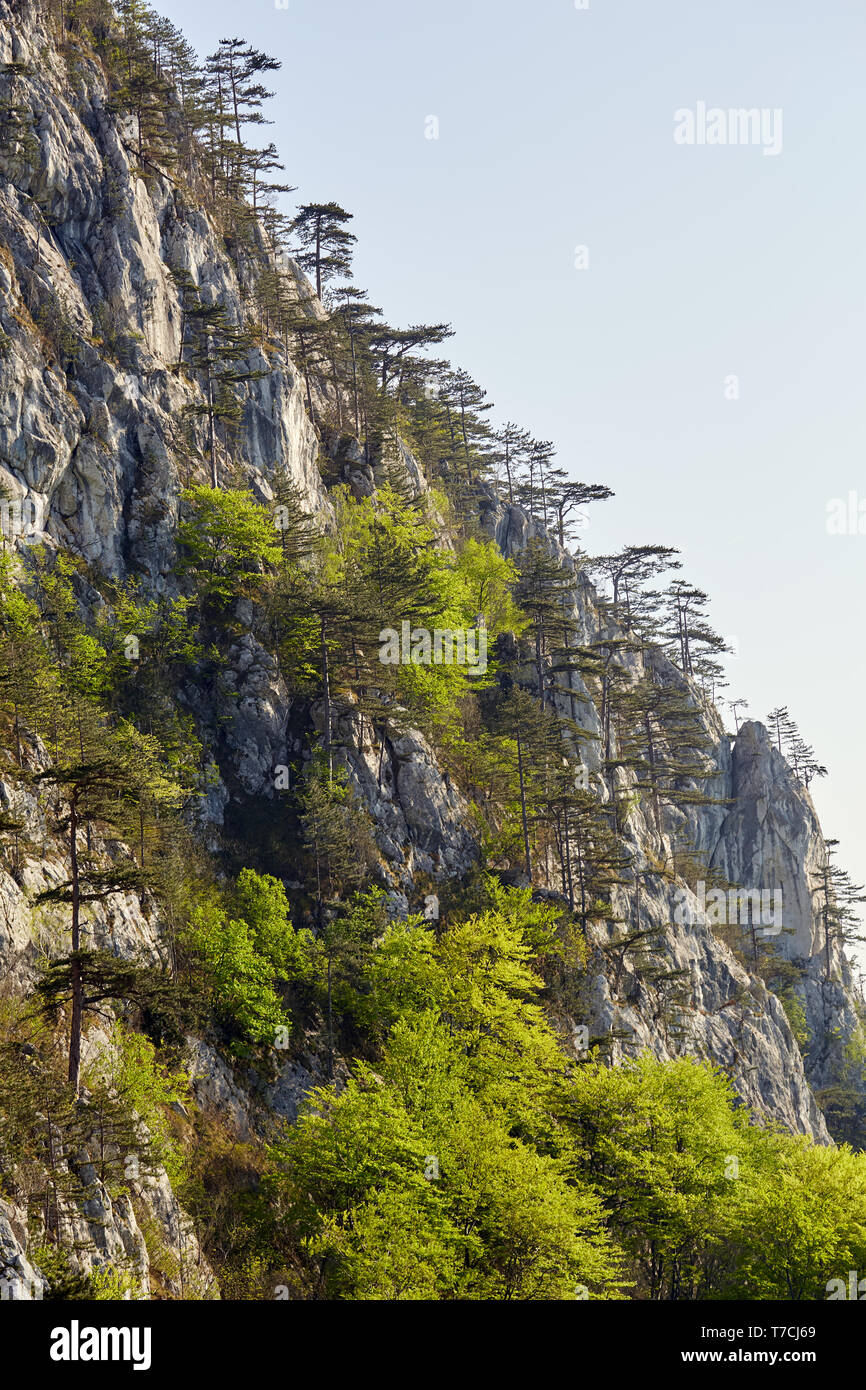 Paesaggio con montagne coperte di pini neri alberi (Pinus nigra) Foto Stock