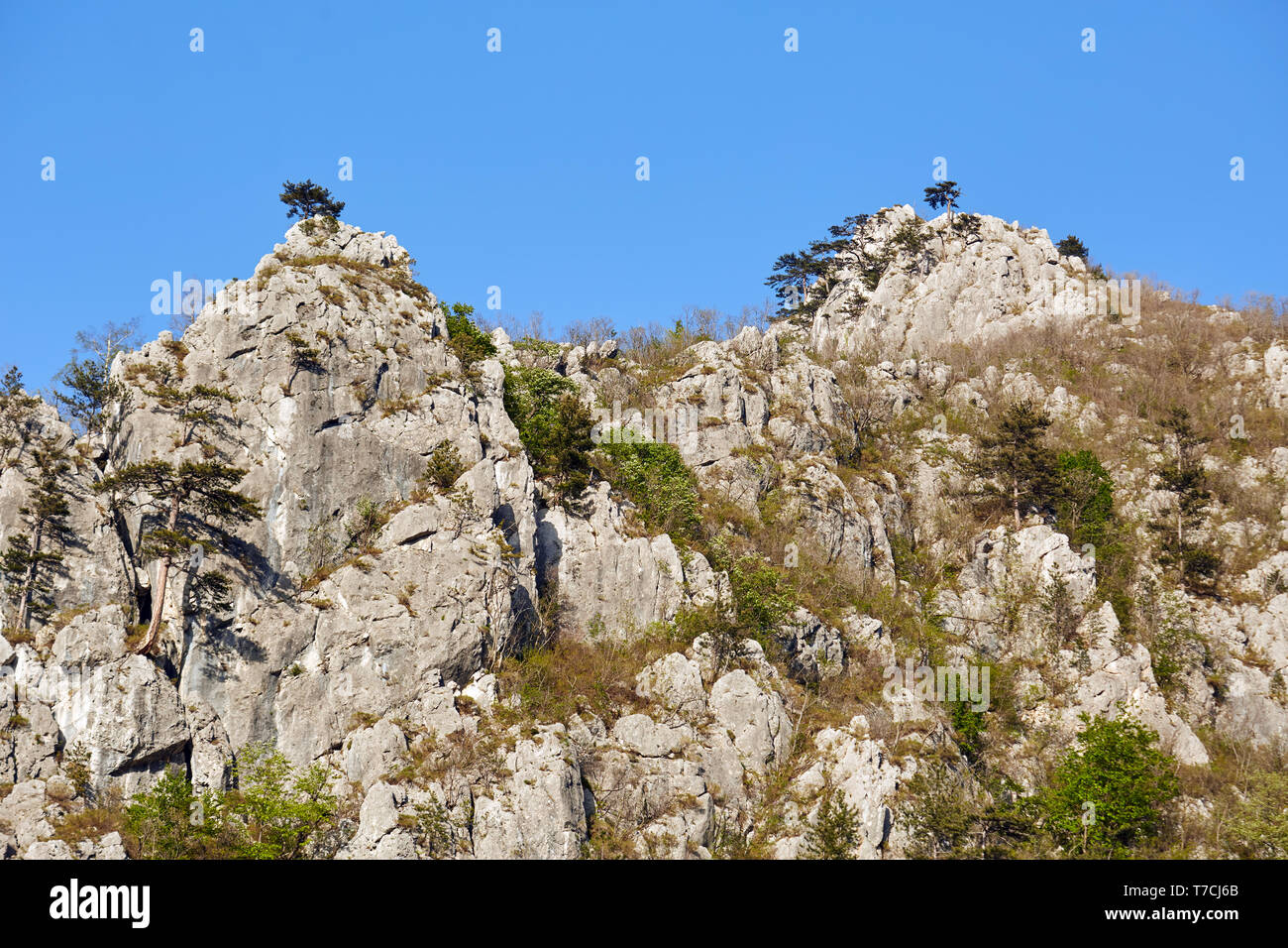 Paesaggio con montagne coperte di pini neri alberi (Pinus nigra) Foto Stock