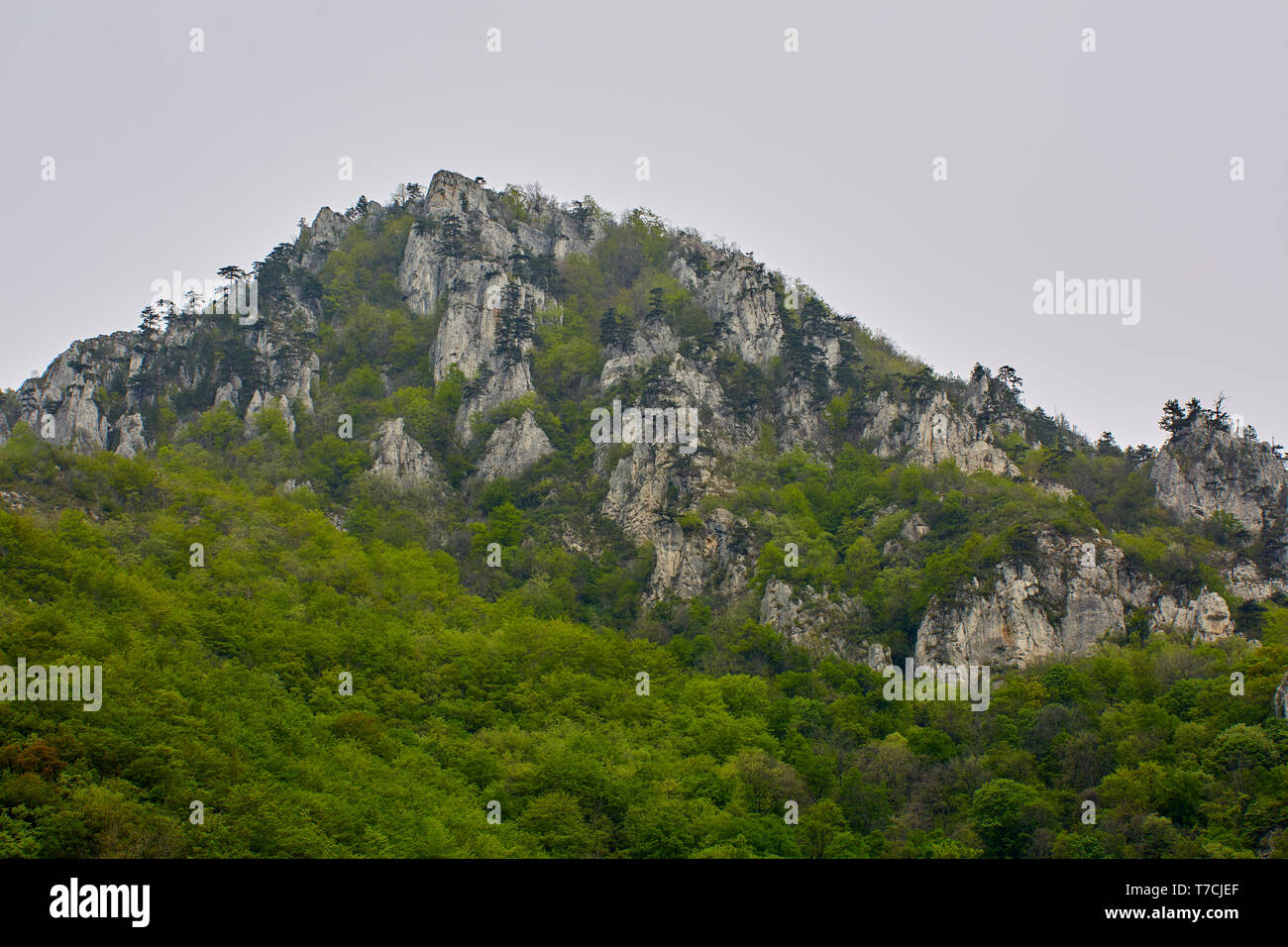 Paesaggio con montagne coperte di pini neri alberi (Pinus nigra) Foto Stock