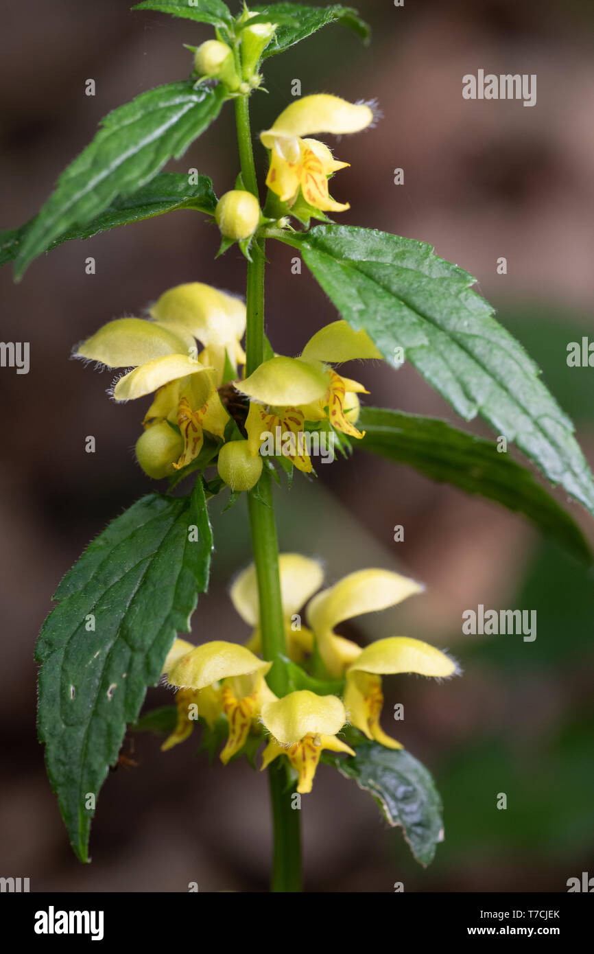 Arcangelo giallo (Lamiastrum galeobdolon), fiori Foto Stock