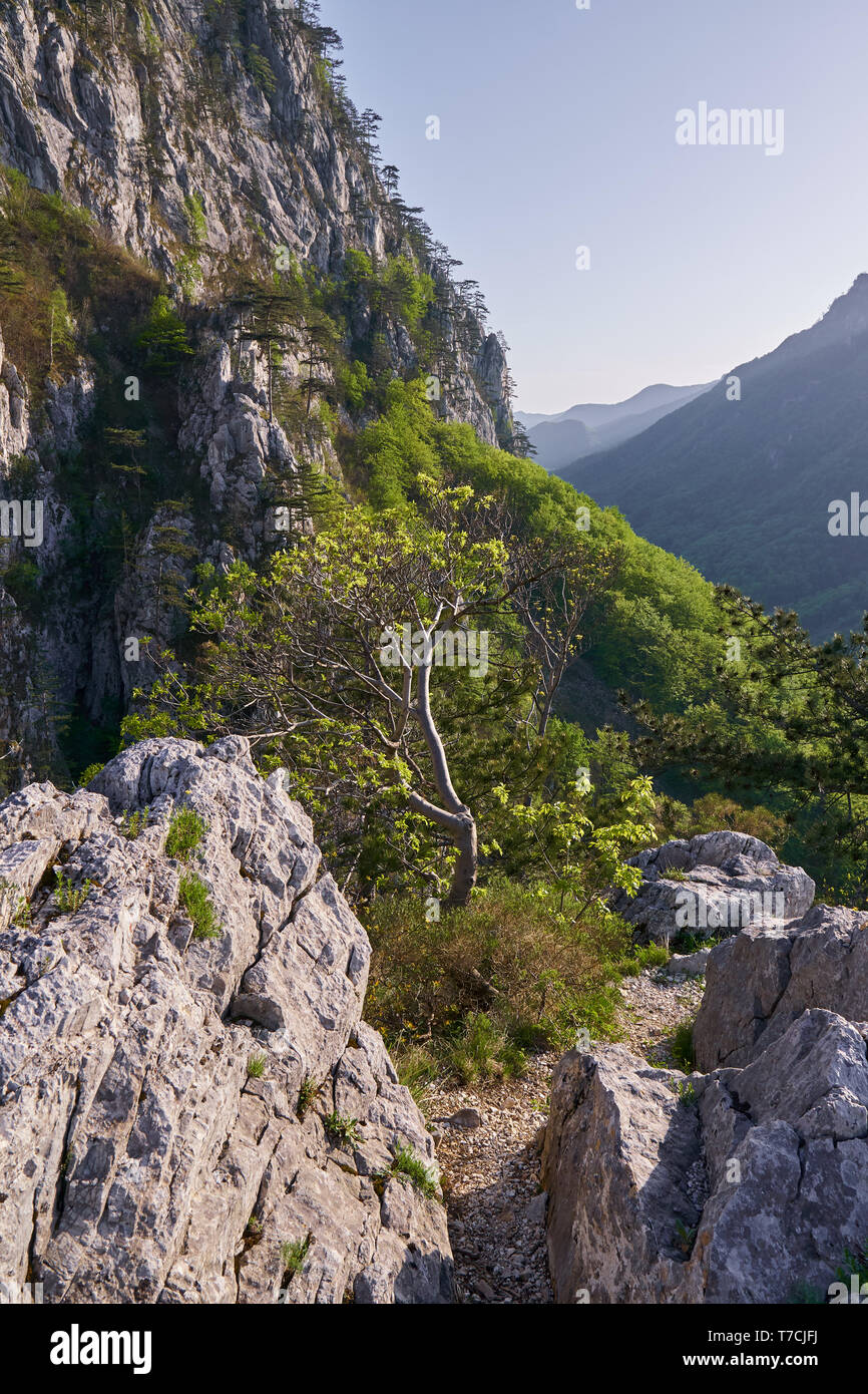 Paesaggio con montagne coperte di pini neri alberi (Pinus nigra) Foto Stock