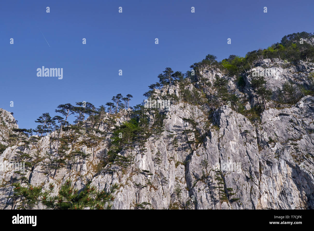 Paesaggio con montagne coperte di pini neri alberi (Pinus nigra) Foto Stock