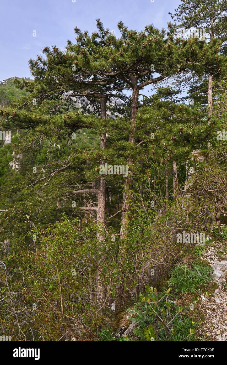 Paesaggio con montagne coperte di pini neri alberi (Pinus nigra) Foto Stock