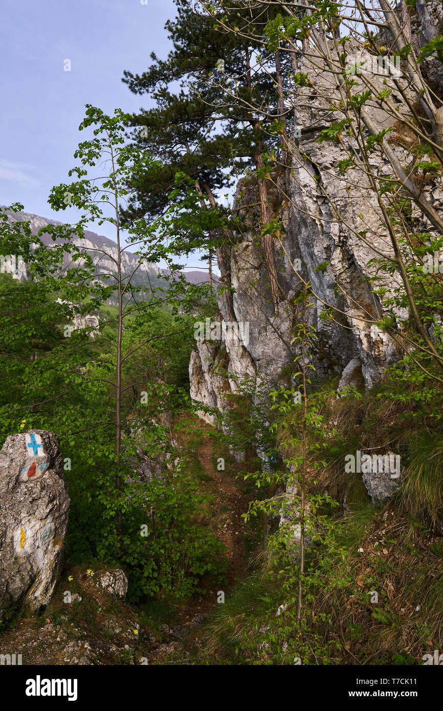 Paesaggio con montagne coperte di pini neri alberi (Pinus nigra) Foto Stock