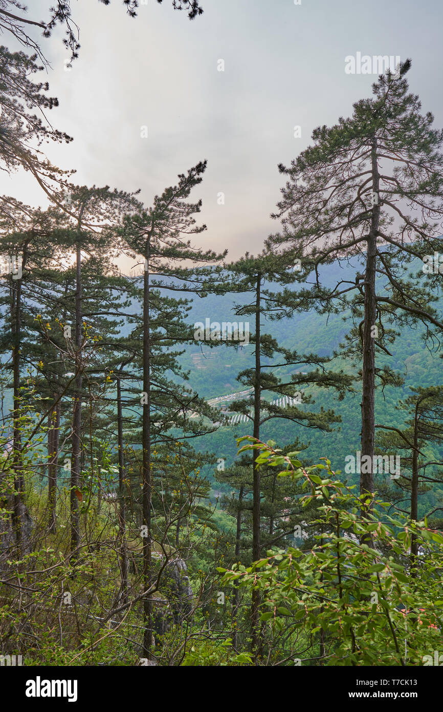 Paesaggio con montagne coperte di pini neri alberi (Pinus nigra) Foto Stock