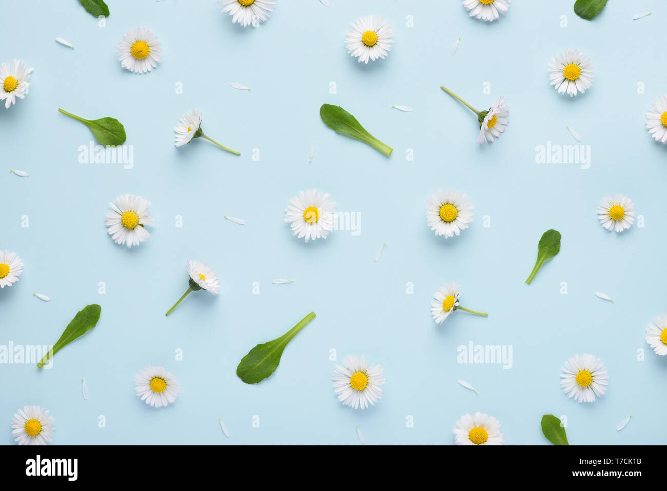 Molla simpatico disegno floreale con piccoli fiori a margherita di foglie e petali di fiori sul blu pastello alla moda dello sfondo. Flower pattern lay piatto vista dall'alto. Foto Stock