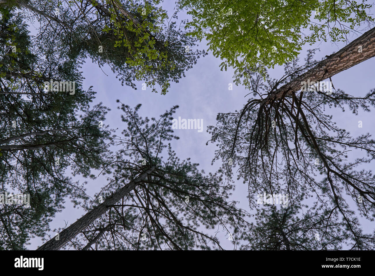 Paesaggio con montagne coperte di pini neri alberi (Pinus nigra) Foto Stock