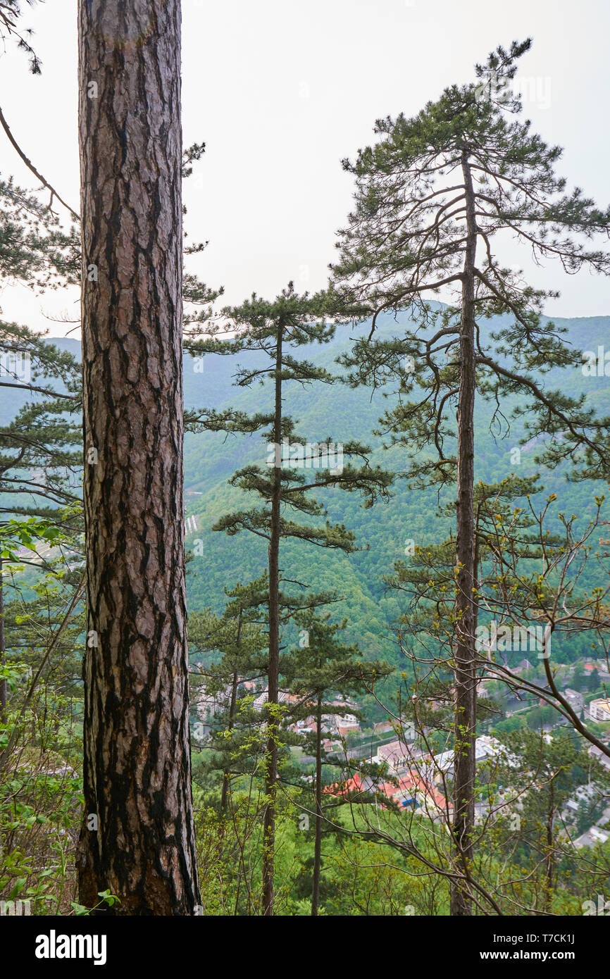 Paesaggio con montagne coperte di pini neri alberi (Pinus nigra) Foto Stock