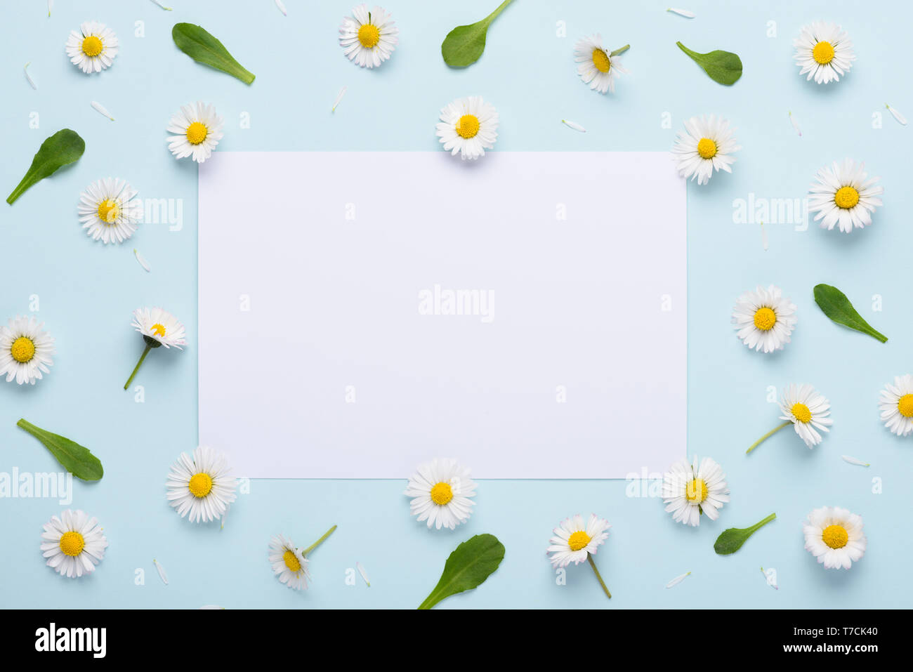 Molla di fiori a margherita pattern con foglie e petali di colore blu su sfondo color pastello con spazio bianco per il testo Foto Stock