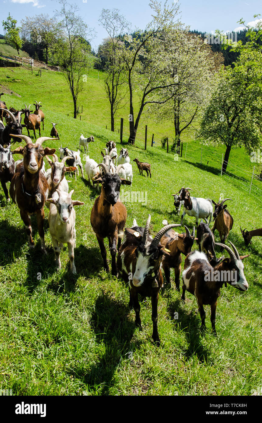 Tauernsheck razza di capra informazioni. La capra Tauernsheck è un caseificio di razza di capra è utilizzato principalmente per la produzione di latte. La razza è da Austria. Foto Stock