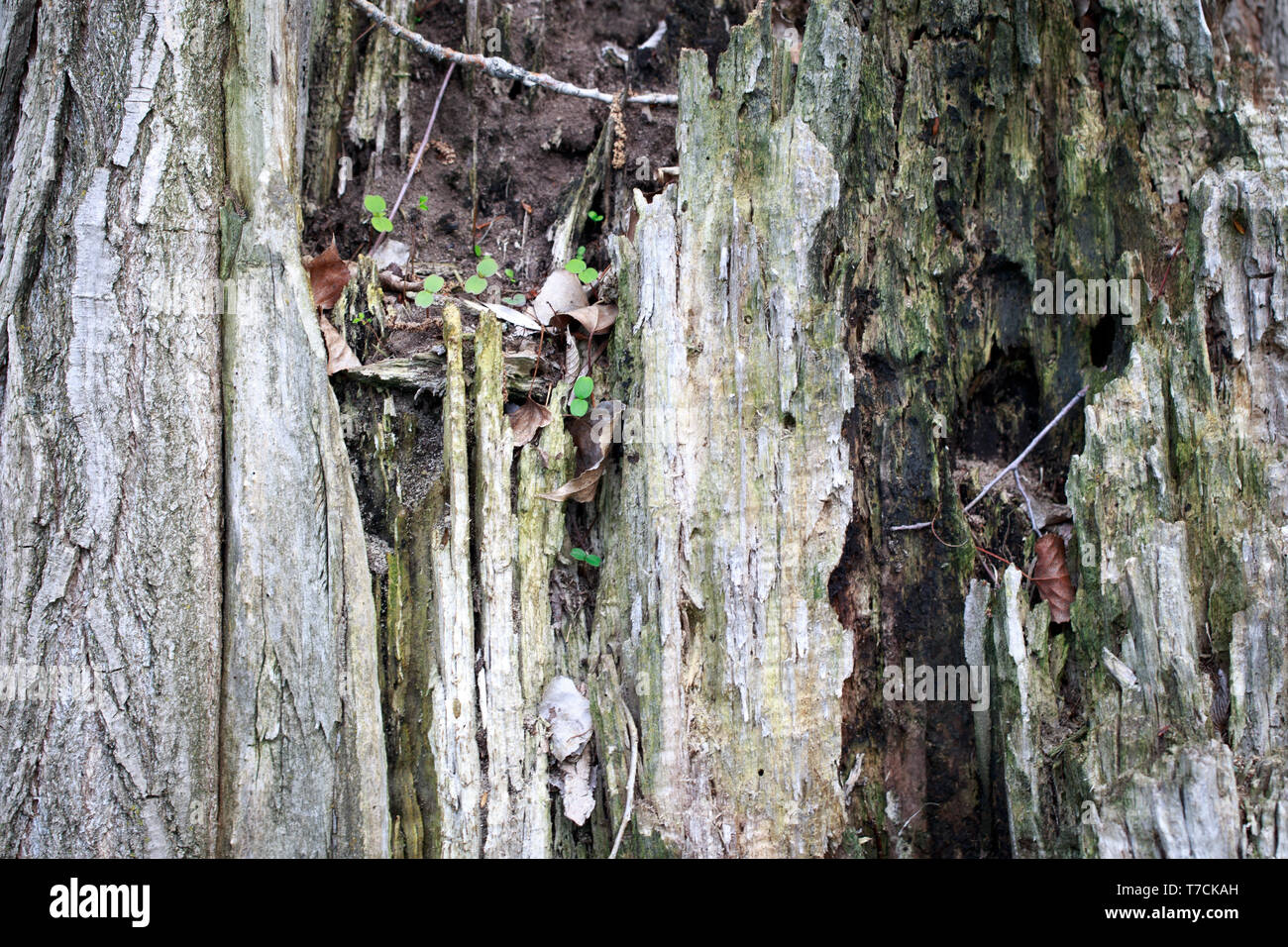 Texture di legno antico. Vecchio ceppo di legno tagliato. Foto Stock