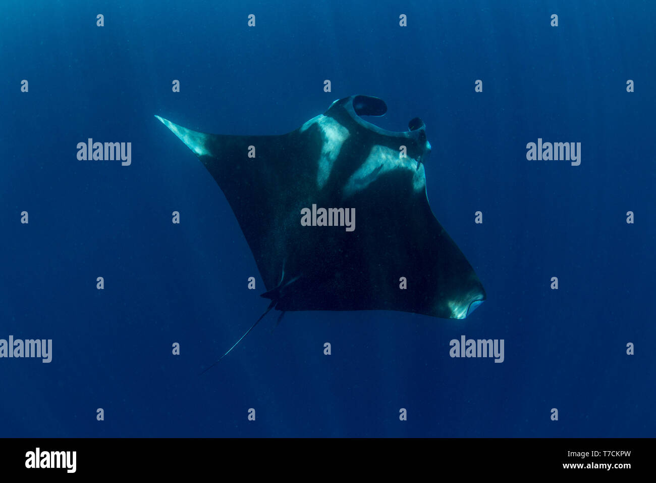 Giant oceanic manta ray ( Manta birostris ) alimentazione vicino alla superficie, Honda Bay, Puerto Princesa, PALAWAN FILIPPINE. Foto Stock