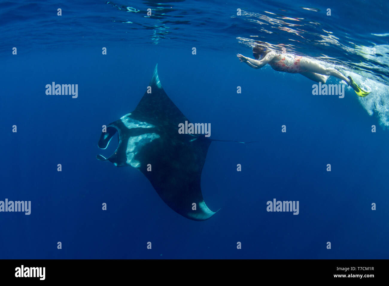 Snorkeller con il gigante oceanic manta ray ( Manta birostris ) alimentazione vicino alla superficie, Honda Bay, Puerto Princesa, PALAWAN FILIPPINE. Foto Stock