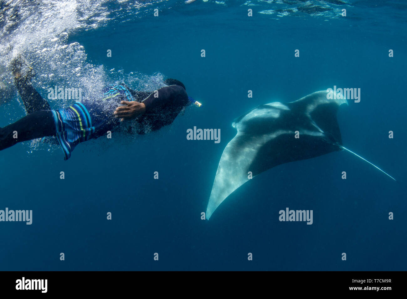 Snorkeller con il gigante oceanic manta ray ( Manta birostris ) alimentazione vicino alla superficie, Honda Bay, Puerto Princesa, PALAWAN FILIPPINE. Foto Stock