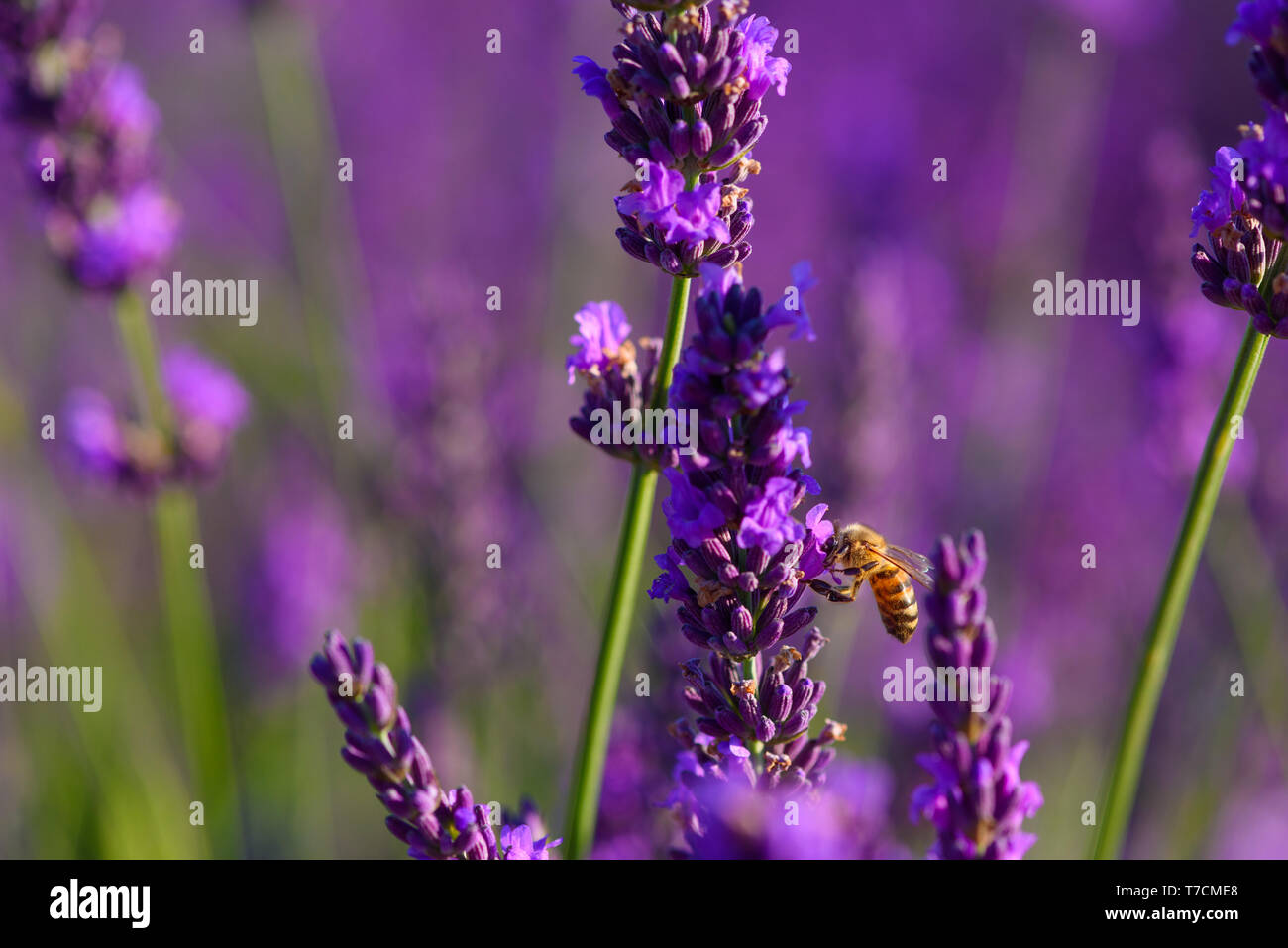 Bee la raccolta di nettare e di polline dalla fioritura lavanda bush Foto Stock