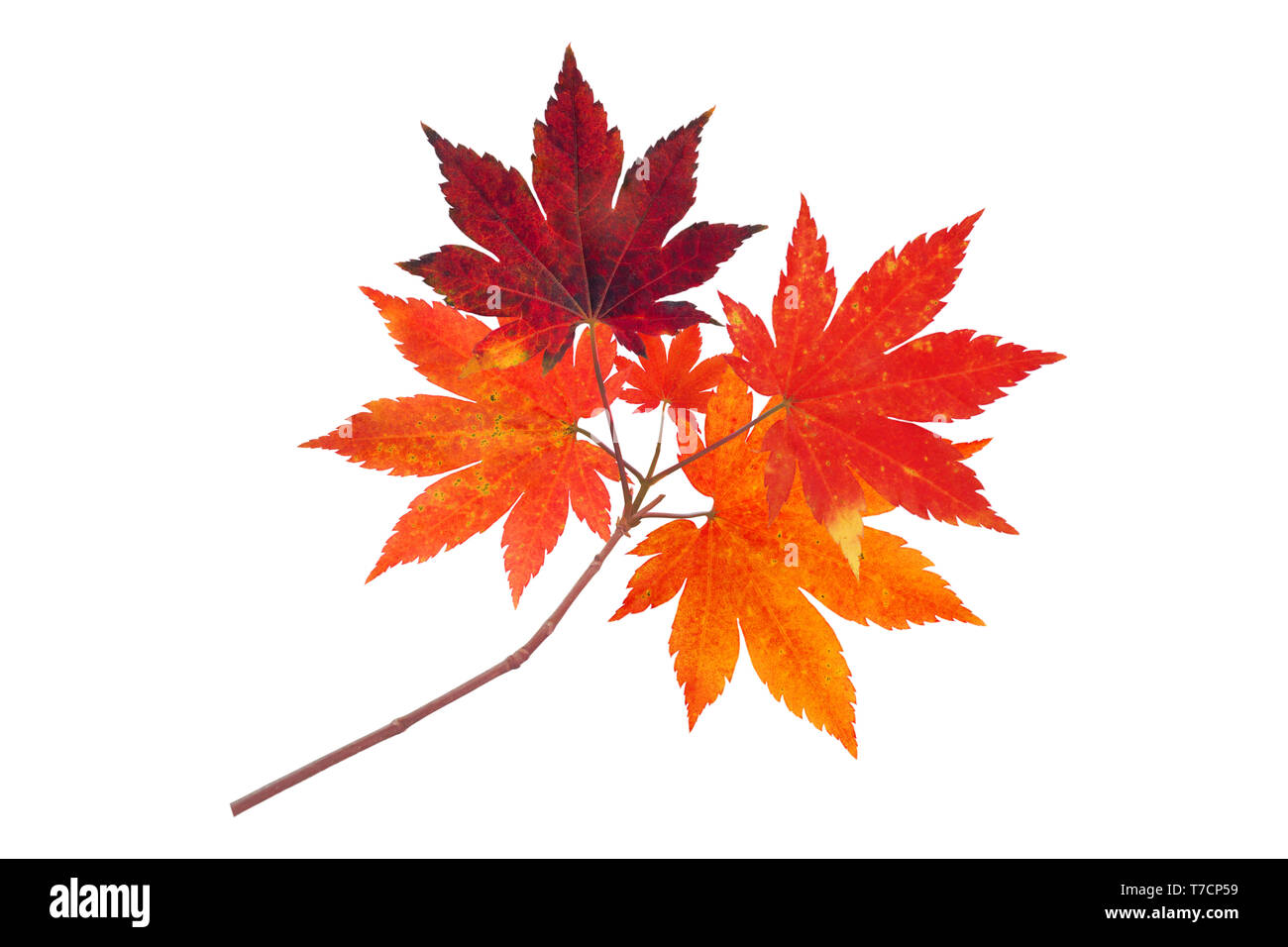 Giapponese ramo di acero con autunno foglie rosse isolato su bianco Foto Stock