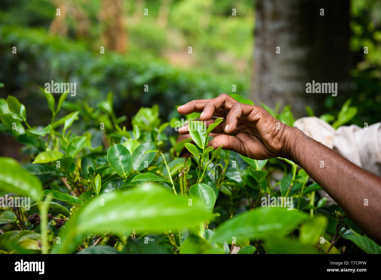 La piantagione di tè lavoratore raccolta a mano di foglie fresche gemme da boccola Foto Stock