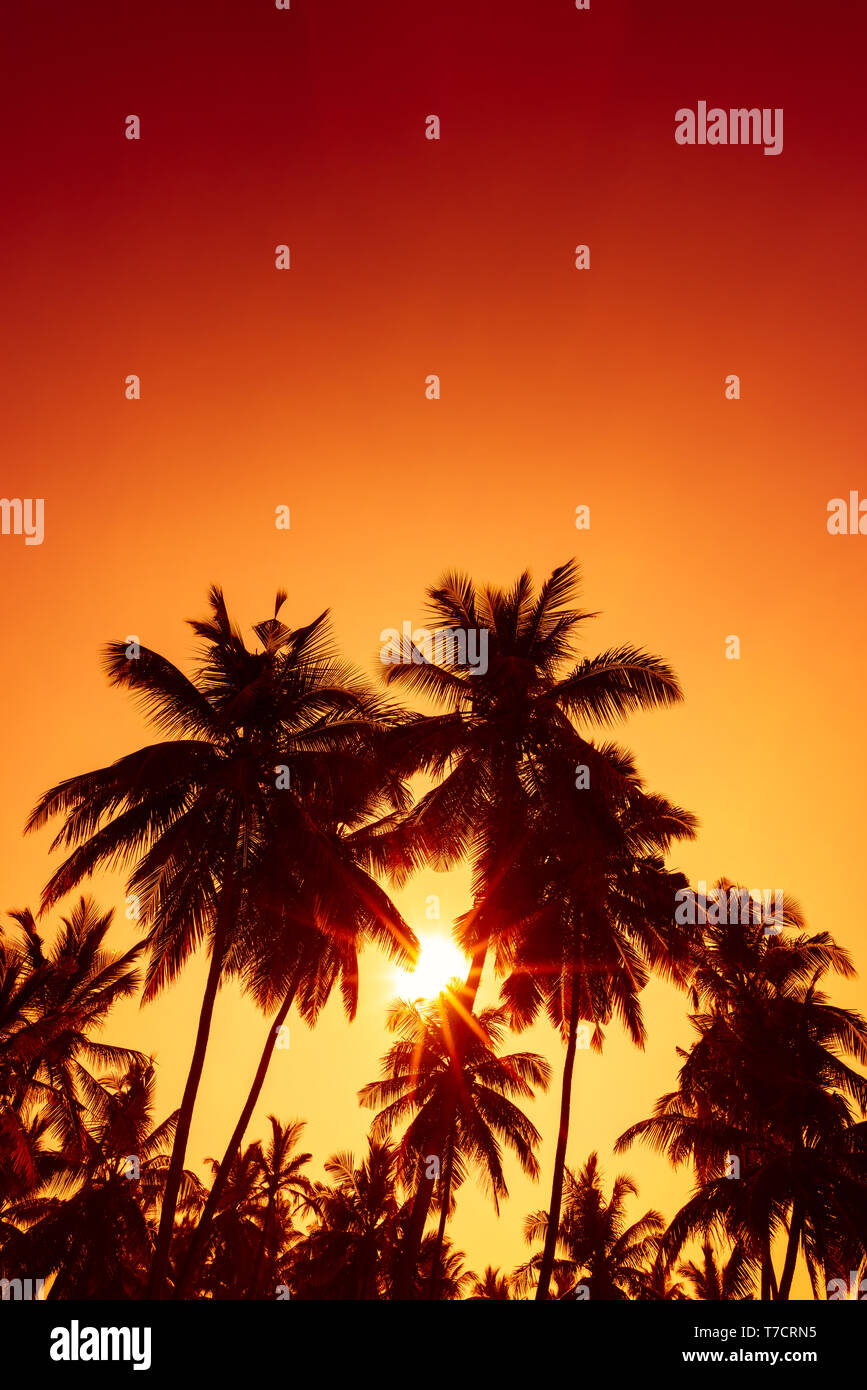 Spiaggia tropicale al tramonto. Serata calda di sole attraverso palme di cocco. Foto Stock