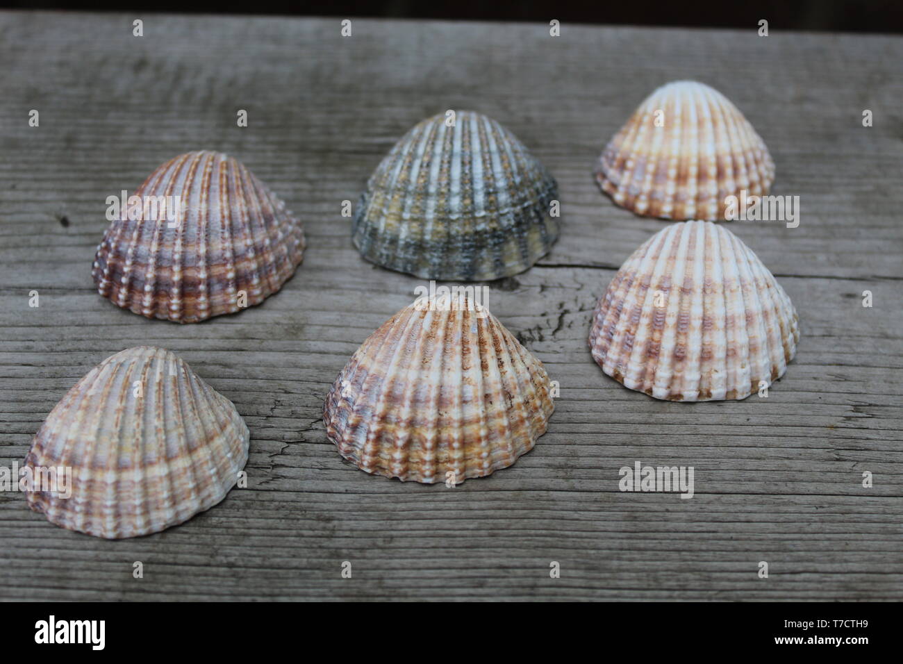 Sei gusci di arricciatura Foto Stock
